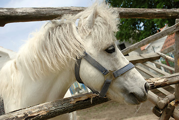 Image showing White horse portrait