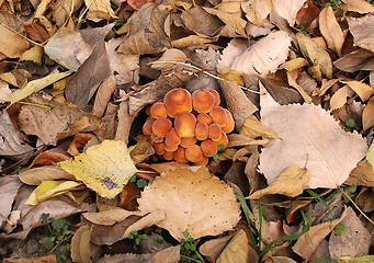 Image showing toadstools