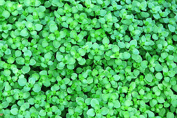 Image showing green floral background