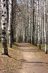 Image showing Path in a birchwood