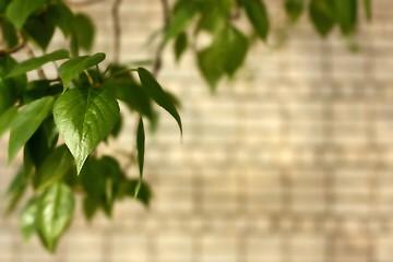 Image showing Background. Dismissed leaves on a background of a brick wall