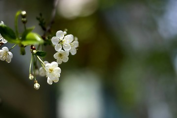 Image showing Blossoming cherry. Background