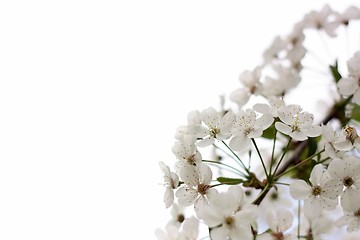 Image showing Blossoming cherry on a white background