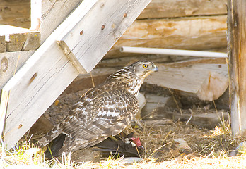 Image showing chicken hawk