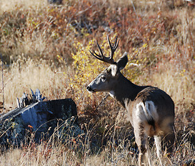 Image showing big buck