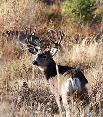 Image showing big buck