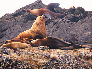 Image showing sealion