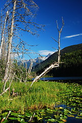 Image showing coast mountains