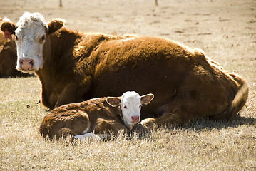 Image showing cow and calf