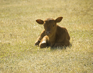 Image showing young calf