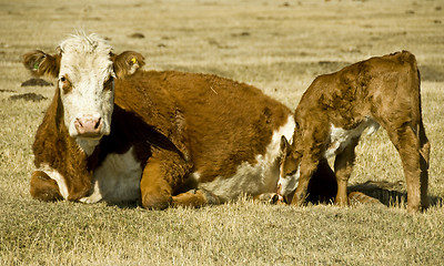 Image showing cow and calf