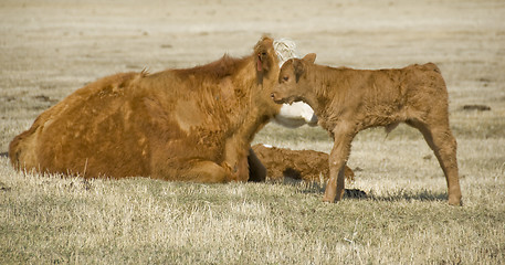 Image showing calf and cow