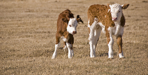 Image showing two calfs