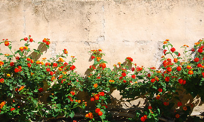 Image showing flower wall