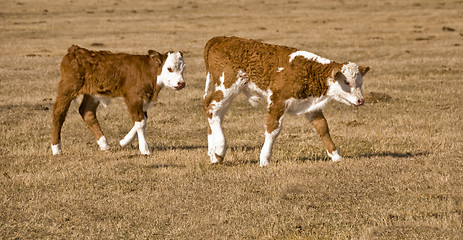 Image showing two calf