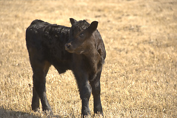 Image showing black calf