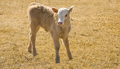 Image showing brown calf