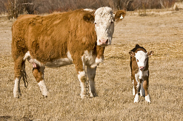 Image showing cow and calf