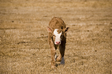 Image showing young calf