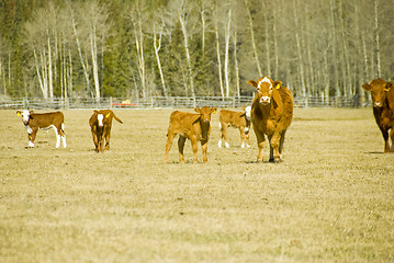 Image showing cows and calfs