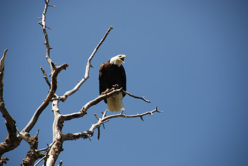 Image showing bald eagle