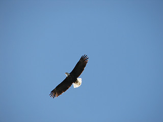 Image showing bald eagle