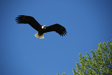 Image showing bald eagle