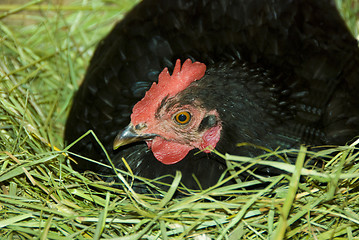 Image showing hen in the nest