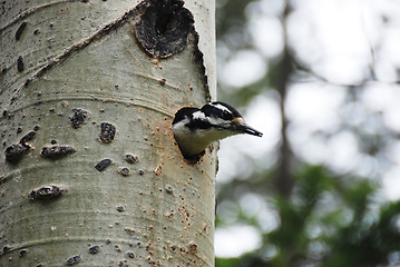 Image showing woodpecker