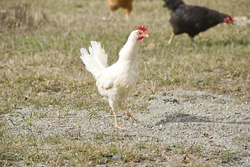 Image showing white chicken