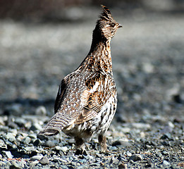 Image showing ruffed groude