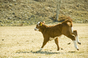 Image showing running calf