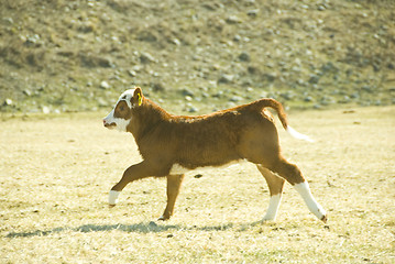 Image showing running calf