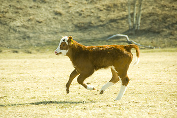 Image showing running calf