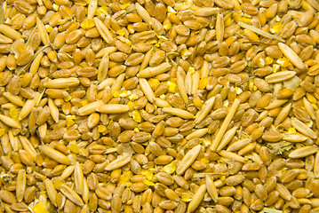 Image showing grain