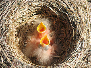 Image showing robins