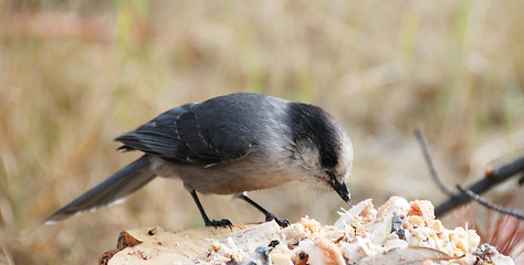 Image showing grey jay