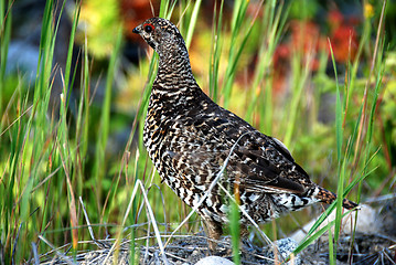 Image showing srouce grouse