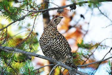 Image showing grouse