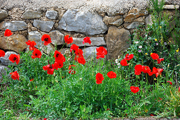 Image showing poppy