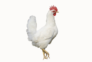 Image showing white chicken