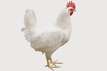 Image showing white chicken