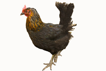 Image showing black chicken