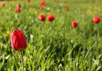 Image showing Meadow. Tulips. Background