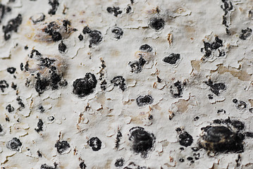 Image showing tree bark