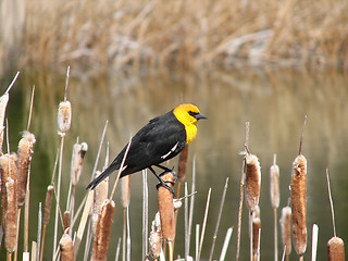 Image showing blackbird