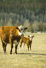 Image showing cow and calf