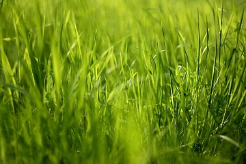 Image showing Young, juicy, silky grass. Texture. Structure. Background