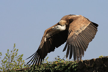 Image showing Griffon Vulture - Gyps fulvus