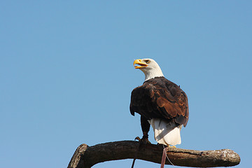 Image showing Bald Eagle portrait